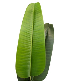 Garden Oasis Landscaping Artificial bird of paradise plant artificial banana tree/travelers palm Home Décor 160CM  - Image 4