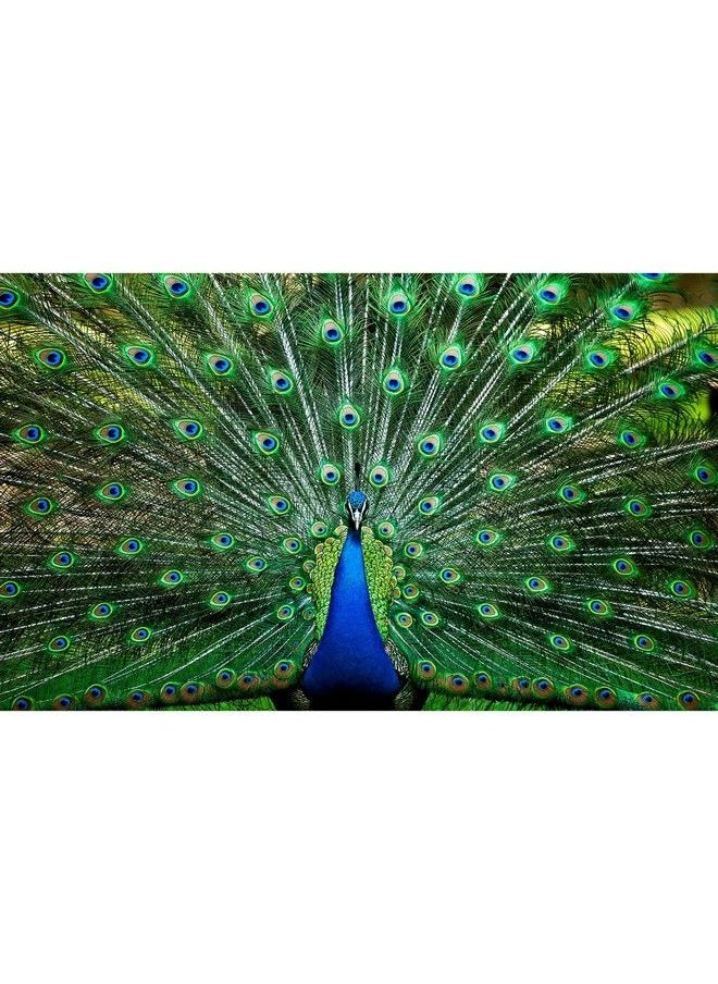 Toynk لعبة تركيب الصور المقطوعة Peacock Plume Wild Zoo Animal 1000 Piece Jigsaw Puzzle للكبار والصغار؛ لوحة تفاعلية لألعاب تعليمية وأفكار هدايا الحجر الصحي في المنزل؛ 28 × 20 بوصة  - Image 2