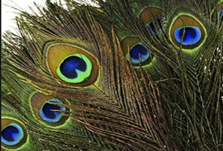 ASTRELLA باقة من 25 ريشة زخرفية 45 سم ريش طاووس - Image 2