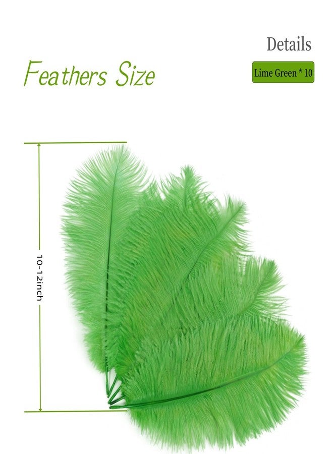 Shekyeon Lime Green 10-12inch 25-30cm Ostrich Feather Home Decoration DIY Craft Pack of 10 - Image 3