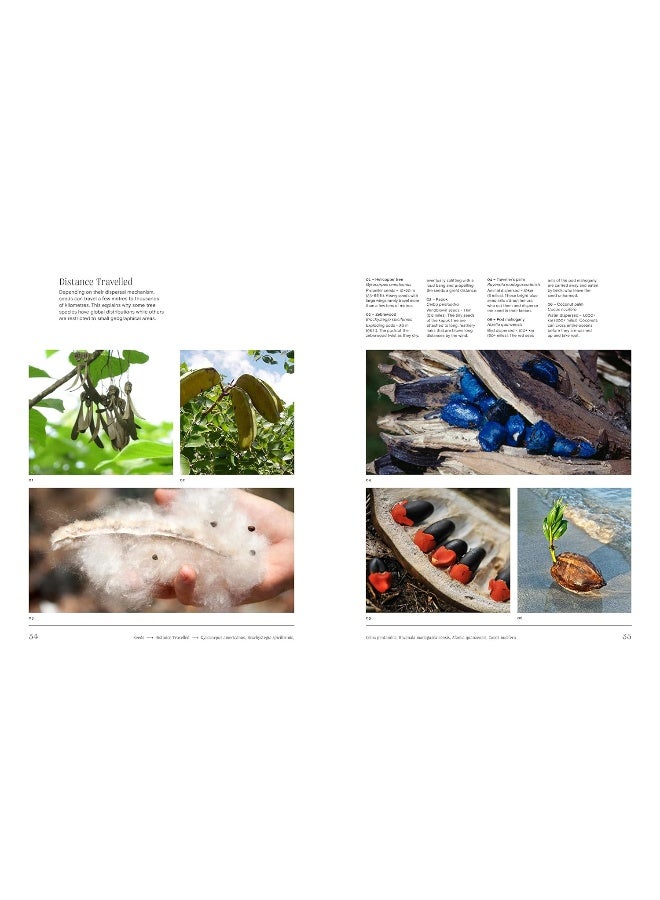 الأشجار: من الجذر إلى الورقة - Image 4