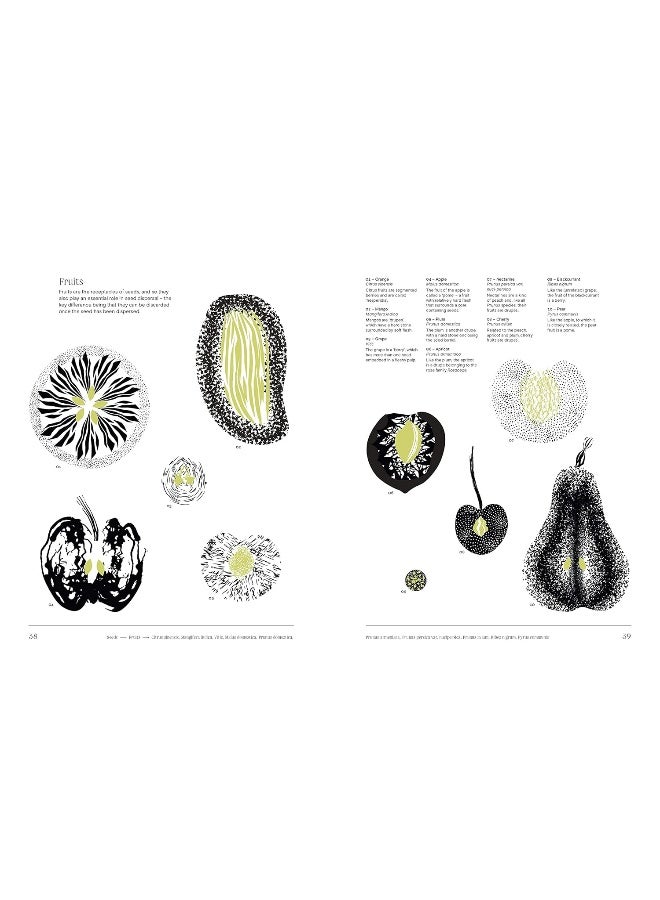 الأشجار: من الجذر إلى الورقة - Image 5