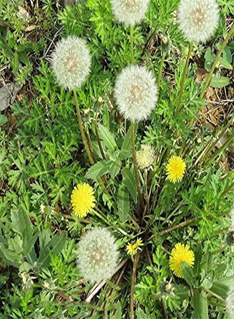 GGOOT 500Pcs Dandelion Seeds Special Variety Adding Landscape to The Beauty of Garden Make Surrounding Environment More Beautiful - Image 2