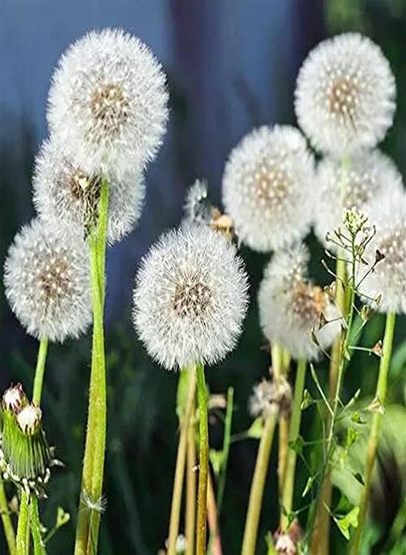 GGOOT 500Pcs Dandelion Seeds Special Variety Adding Landscape to The Beauty of Garden Make Surrounding Environment More Beautiful - Image 1