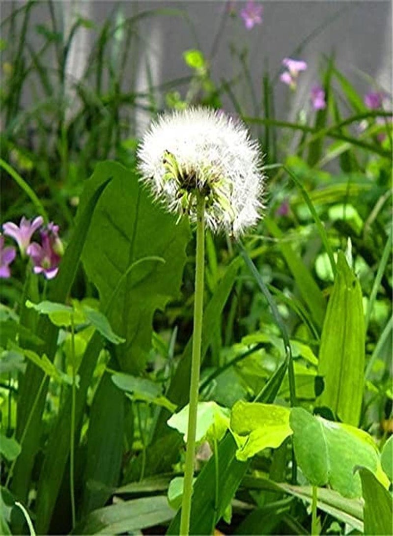 GGOOT 500Pcs Dandelion Seeds Special Variety Adding Landscape to The Beauty of Garden Make Surrounding Environment More Beautiful - Image 3