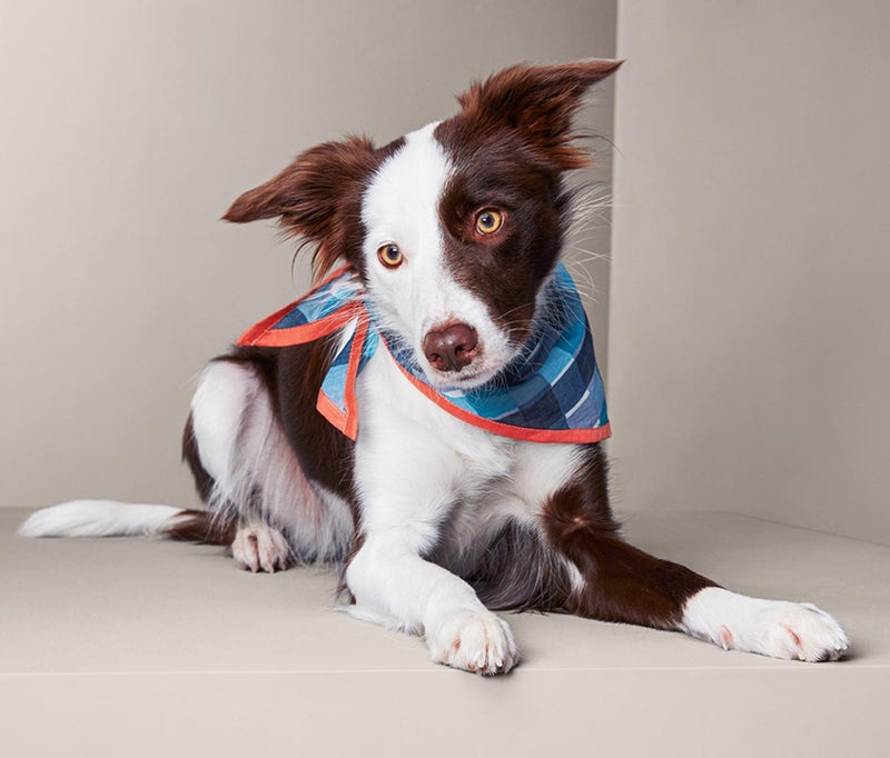 Tchibo Scarf For Dogs, Navy Combo - Image 1