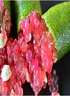 20Pcs Tropical Fruit Seeds Finger Limes Citrus Pomegranate Seeds Home Garden Balcony Rare Plants - 3