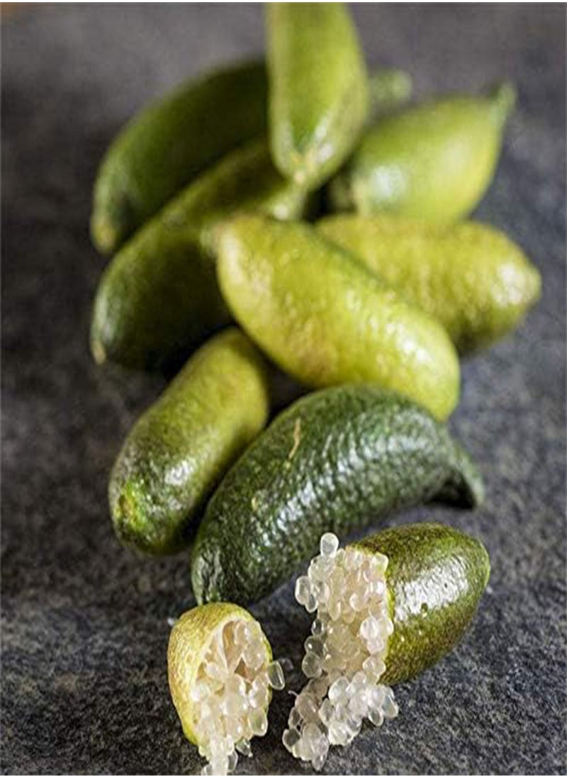 GGOOT - 20Pcs Tropical Fruit Seeds Finger Limes Citrus Pomegranate Seeds Home Garden Balcony Rare Plants - 3 - Image 1
