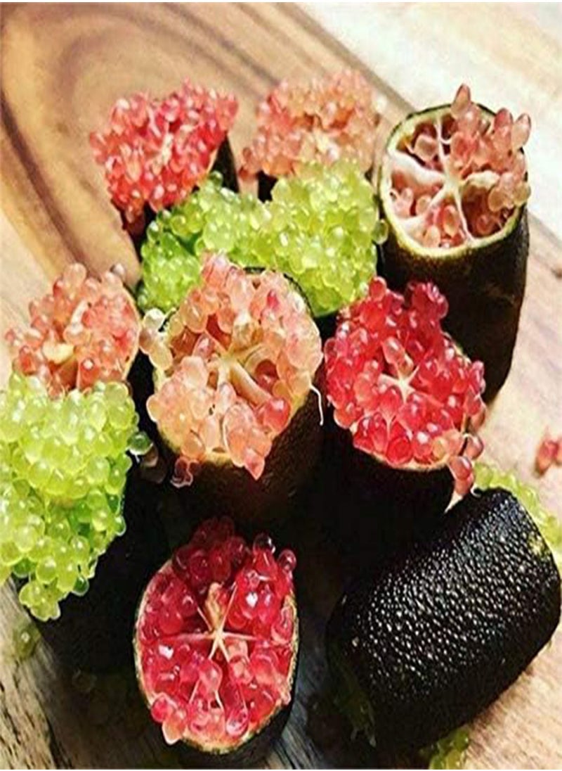 GGOOT - 20Pcs Tropical Fruit Seeds Finger Limes Citrus Pomegranate Seeds Home Garden Balcony Rare Plants - 3 - Image 1