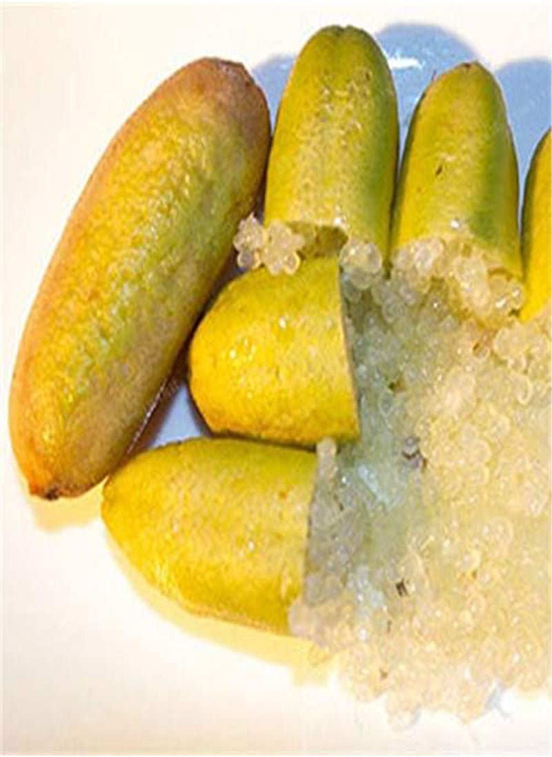GGOOT - 20Pcs Tropical Fruit Seeds Finger Limes Citrus Pomegranate Seeds Home Garden Balcony Rare Plants - 3 - Image 1