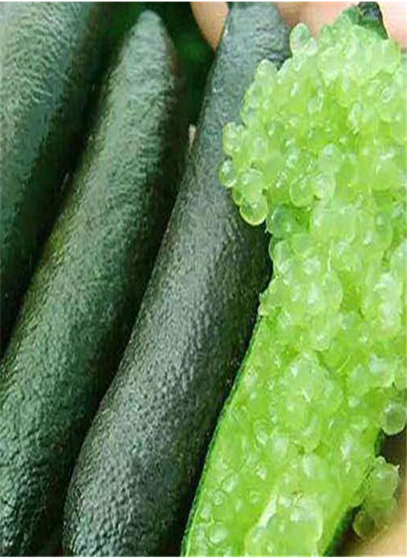 GGOOT - 20Pcs Tropical Fruit Seeds Finger Limes Citrus Pomegranate Seeds Home Garden Balcony Rare Plants - 3 - Image 1