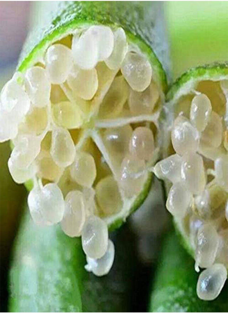 GGOOT - 20Pcs Tropical Fruit Seeds Finger Limes Citrus Pomegranate Seeds Home Garden Balcony Rare Plants - 3 - Image 1