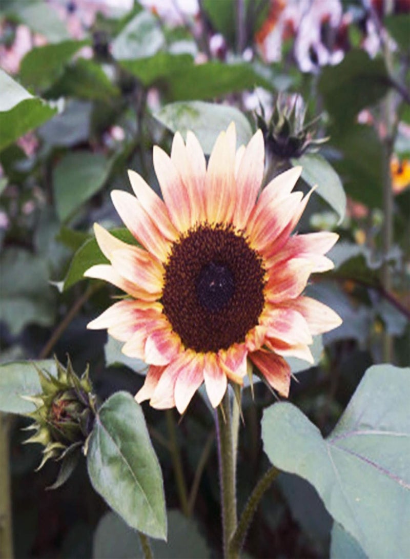 GGOOT 1 Bag Sunflower Seeds Beautiful Flowers Useful Small Easy to Germinate Bonsai Seeds for Gardens Pink Sunflower Seeds - Image 4