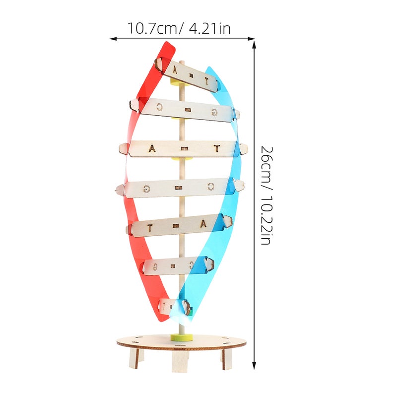 DNA Double Helix Model Kit for Biology Classroom Self-Assembly Science Teaching Toy for School Projects and Life Science Supplies - Image 2