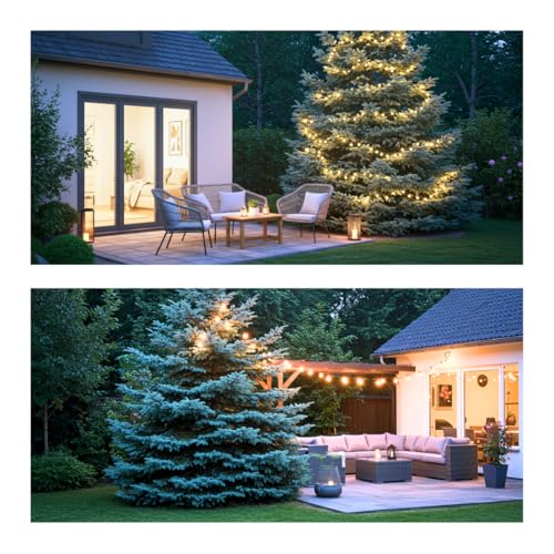 CZ Grain 100 Blue Spruce Seeds for Planting | Colorado Blue Spruce, Picea pungens glauca | Attractive Trees fro Privacy or Landscaping - Image 4