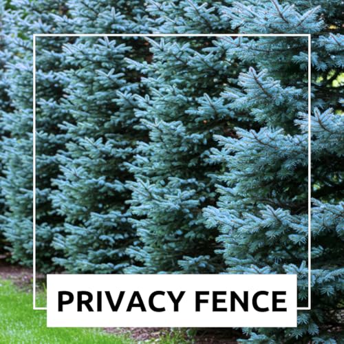 CZ Grain 100 Blue Spruce Seeds for Planting | Colorado Blue Spruce, Picea pungens glauca | Attractive Trees fro Privacy or Landscaping - Image 3