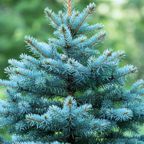 CZ Grain 100 Blue Spruce Seeds for Planting | Colorado Blue Spruce, Picea pungens glauca | Attractive Trees fro Privacy or Landscaping - Image 1