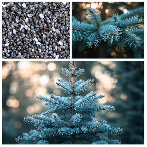 CZ Grain 100 Blue Spruce Seeds for Planting | Colorado Blue Spruce, Picea pungens glauca | Attractive Trees fro Privacy or Landscaping - Image 5