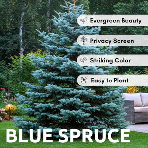 CZ Grain 100 Blue Spruce Seeds for Planting | Colorado Blue Spruce, Picea pungens glauca | Attractive Trees fro Privacy or Landscaping - Image 2