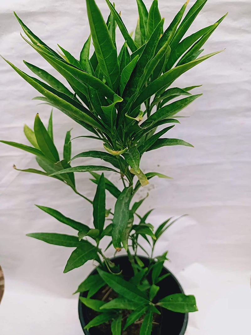 Generic OXTIC Lucky Live Plantwith Included Pot Free Vermi Compost Fertilizer  - Image 1