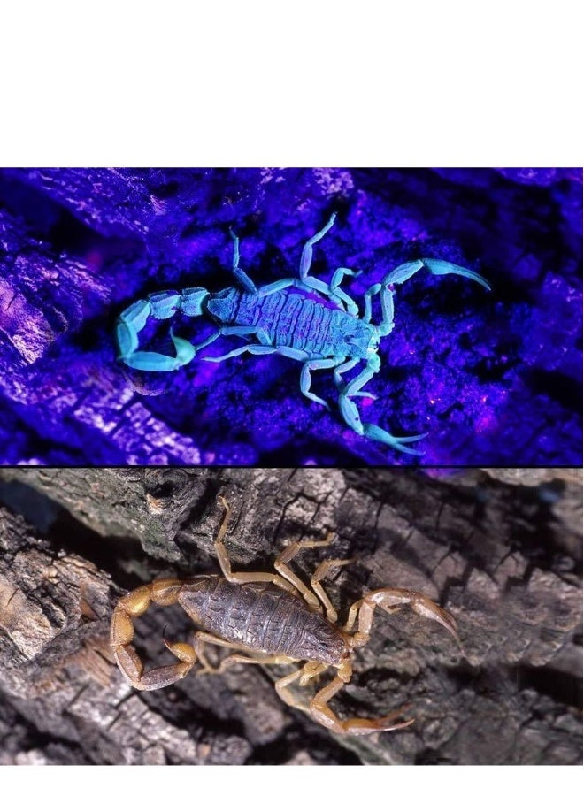 UV Flashlight Black Light, 100 LED 395nm Blacklight Pet Urine Detector for Pet Urine Detection, Scorpion, Resin Curing, Bed Bug, Nails - Image 3