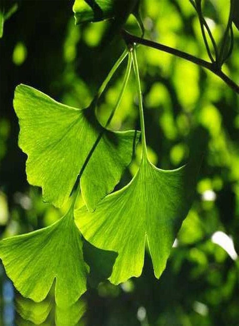 جي جوت قطع بذور الجينجو شجرة معمرة للزراعة في الحديقة الخارجية ذات قدرة تكيف قوية مناسبة للمبتدئين والبستانيين المبتدئين - Image 2