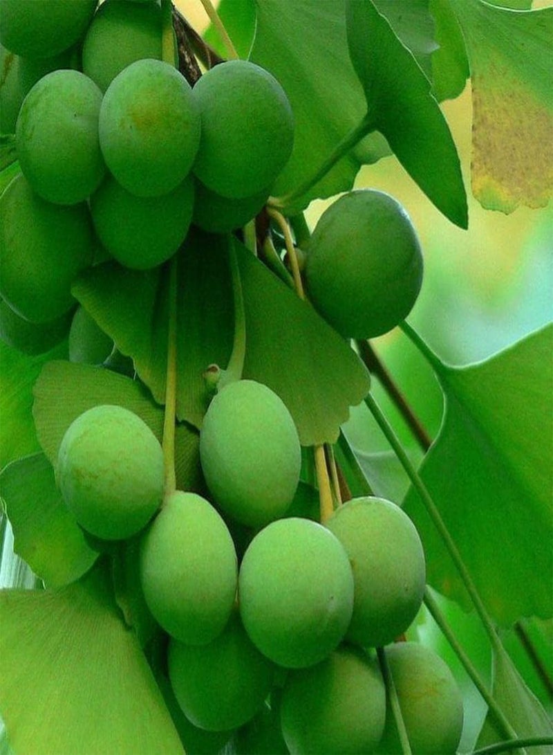 جي جوت قطع بذور الجينجو شجرة معمرة للزراعة في الحديقة الخارجية ذات قدرة تكيف قوية مناسبة للمبتدئين والبستانيين المبتدئين - Image 1