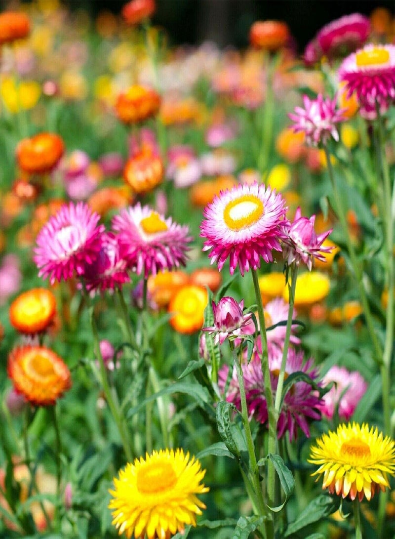 GGOOT Strawflower Tom Thumb Mixed - Helichrysum bracteatum Flower Seeds, Dwarf Mixed Flowers Home Garden Planting by Heavy Torch, 200 Seeds