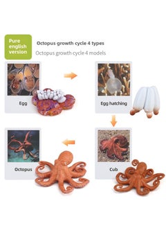 Realistic Simulation Animal Plant Models Toy Collection - Dinosaurs Dragons Unicorns Mermaids Sharks More-Color:PL127-2495 Octopus Growth Cycle + English Card + Bag