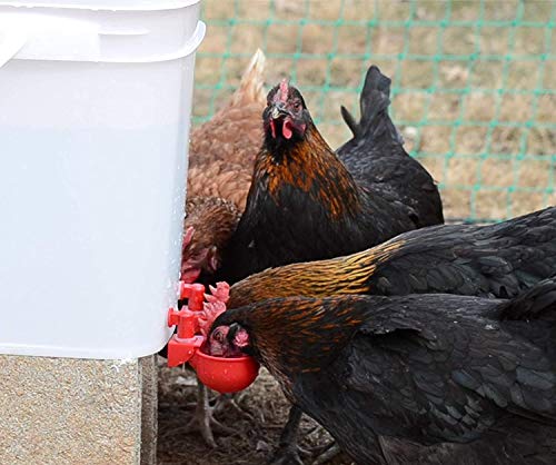 RentACoop Chicken Water Cup Waterer Kit for Poultry - Pack of 6 + One Extra for Free (Total of 7) - Image 3