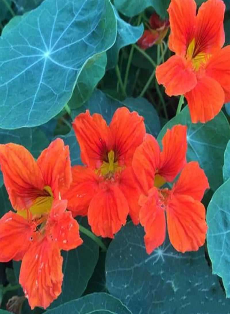 GGOOT 50Pcs/Bag Tropaeolum Seeds, Good Harvest Annual Attractive Bonsai Nasturtium Seeds for Balcony Red Nasturtium Seeds - Image 1