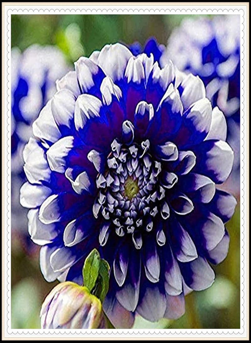 GGOOT Bloom The Flowers You Want/Strong Cold Resistance/Giant Flower Seeds/Unique Flower Seeds/Dahlia Seeds-50 Pcs,C - Image 1