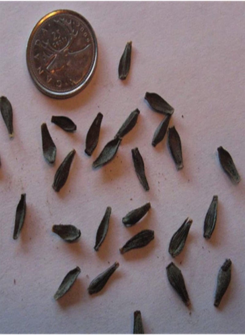 GGOOT Bloom The Flowers You Want/Strong Cold Resistance/Giant Flower Seeds/Unique Flower Seeds/Dahlia Seeds-50 Pcs,C - Image 3