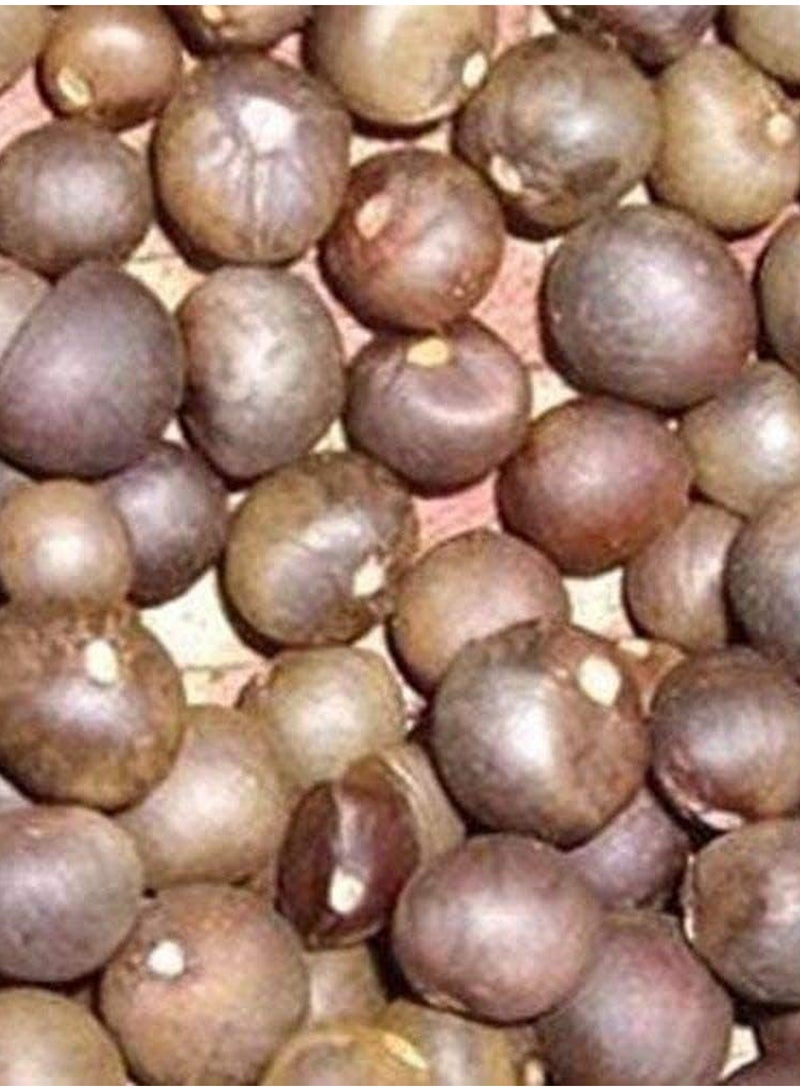 GGOOT 100Pcs Green Tea Tree Seeds  - Image 2