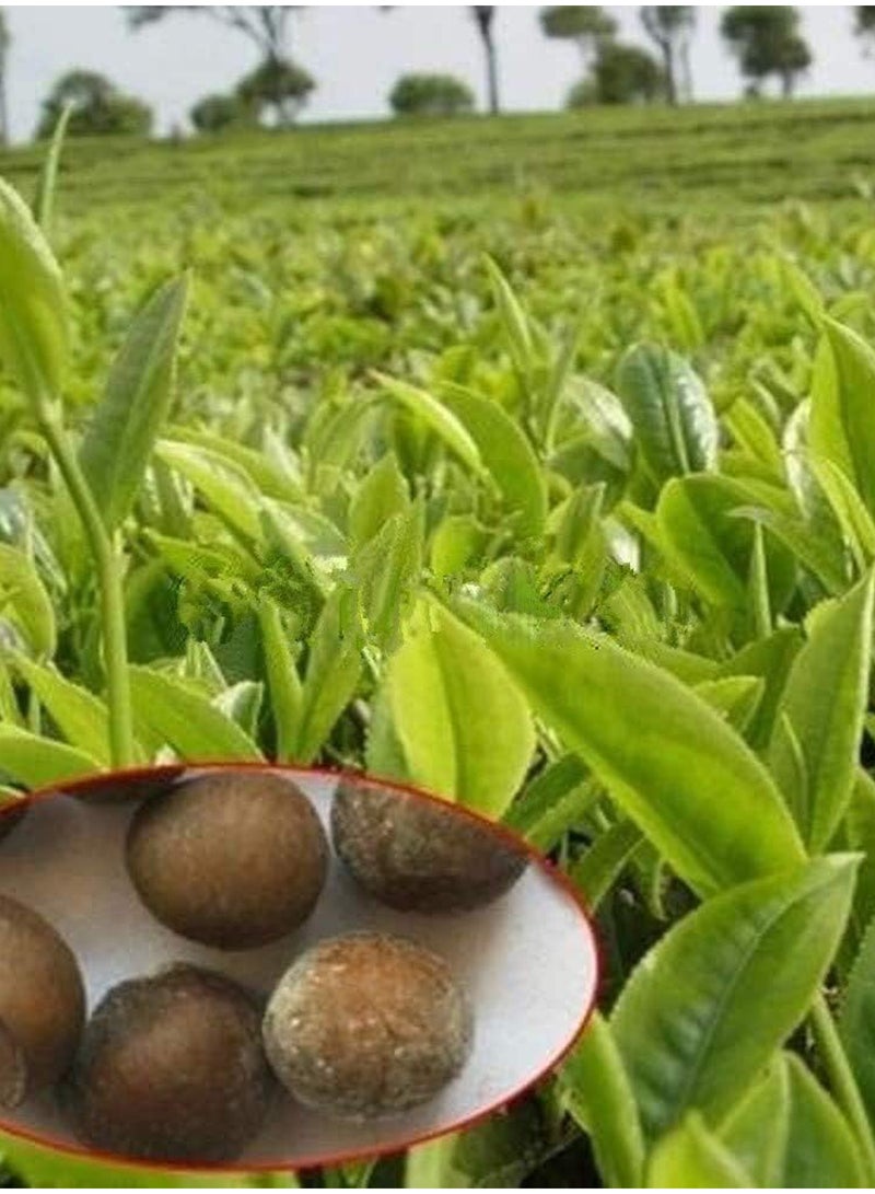 GGOOT 100Pcs Green Tea Tree Seeds  - Image 1