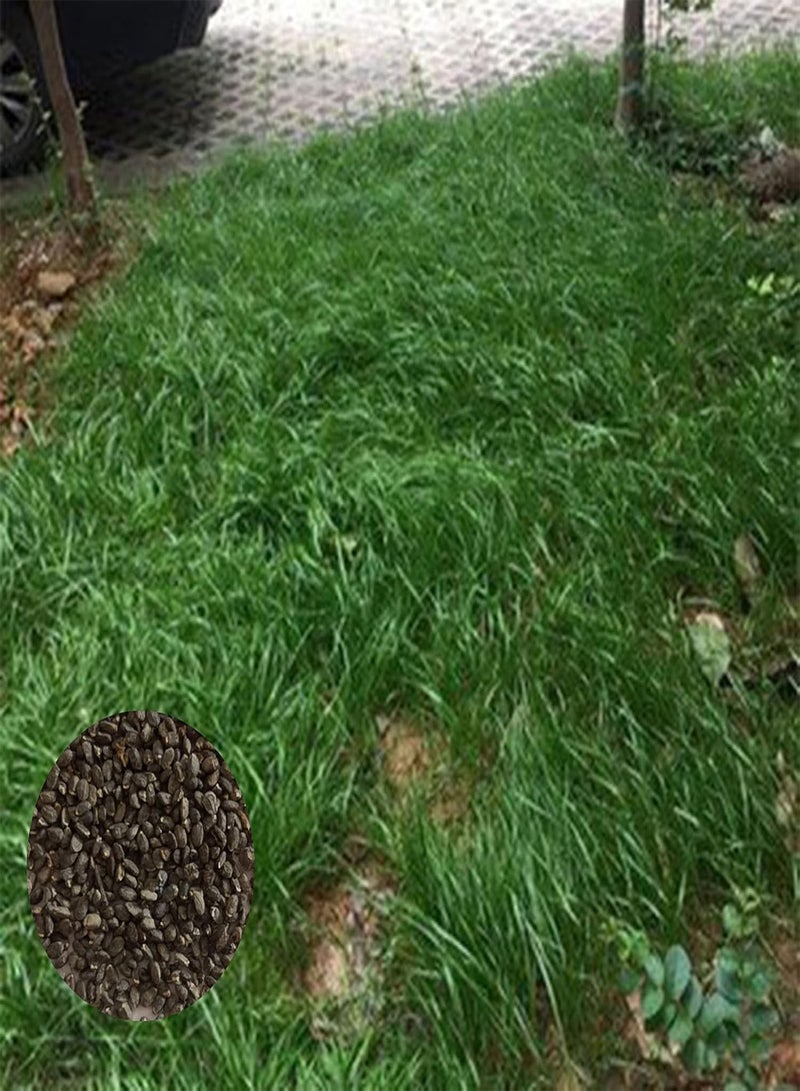 GGOOT 100pcs Grass Seeds Natural Productive Easy to Plant Bonsai Bermuda Seeds for Garden - 100 - Flower Seeds Vegetable Seeds Fruit Seeds Garden Plant Seeds for Planting - Image 1