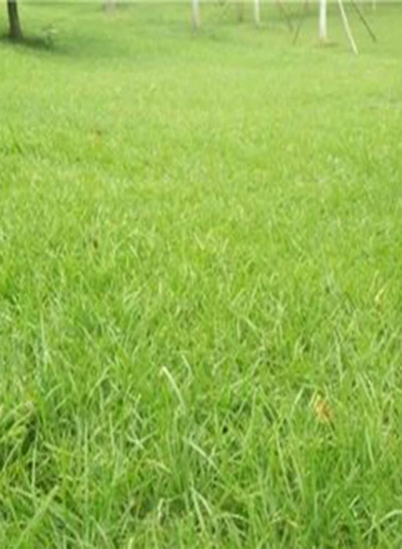 GGOOT 100pcs Grass Seeds Natural Productive Easy to Plant Bonsai Bermuda Seeds for Garden - 100 - Flower Seeds Vegetable Seeds Fruit Seeds Garden Plant Seeds for Planting - Image 4