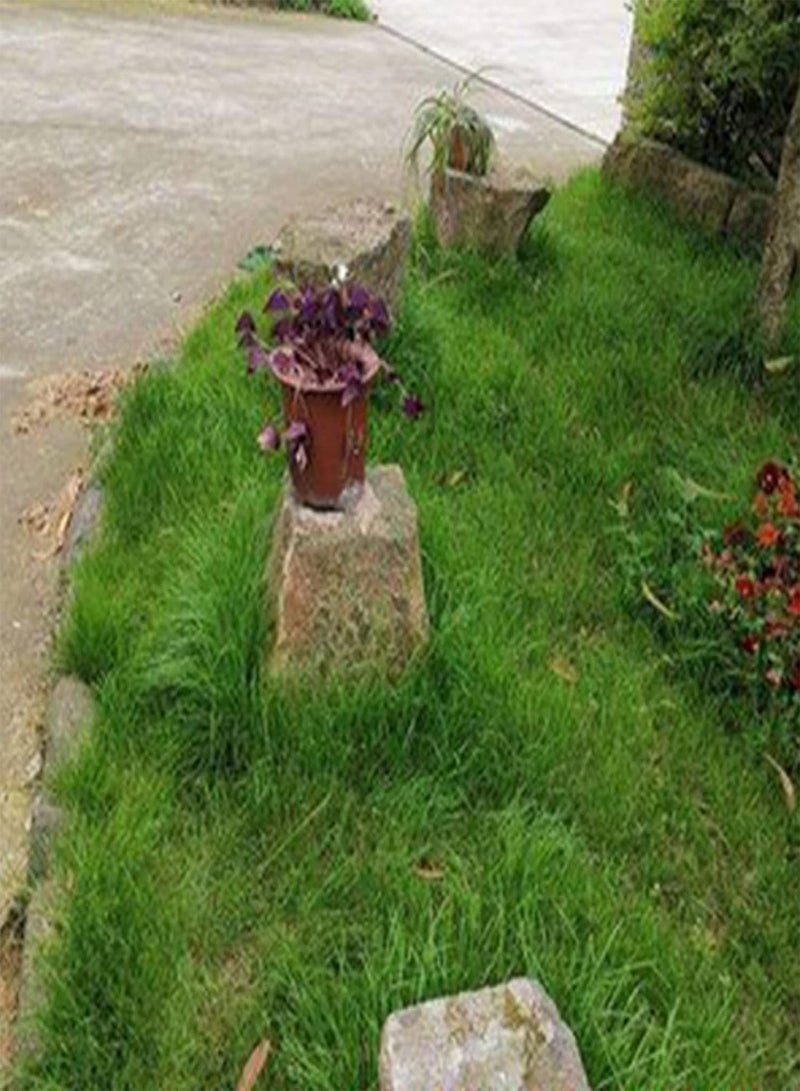 GGOOT 100pcs Grass Seeds Natural Productive Easy to Plant Bonsai Bermuda Seeds for Garden - 100 - Flower Seeds Vegetable Seeds Fruit Seeds Garden Plant Seeds for Planting - Image 3