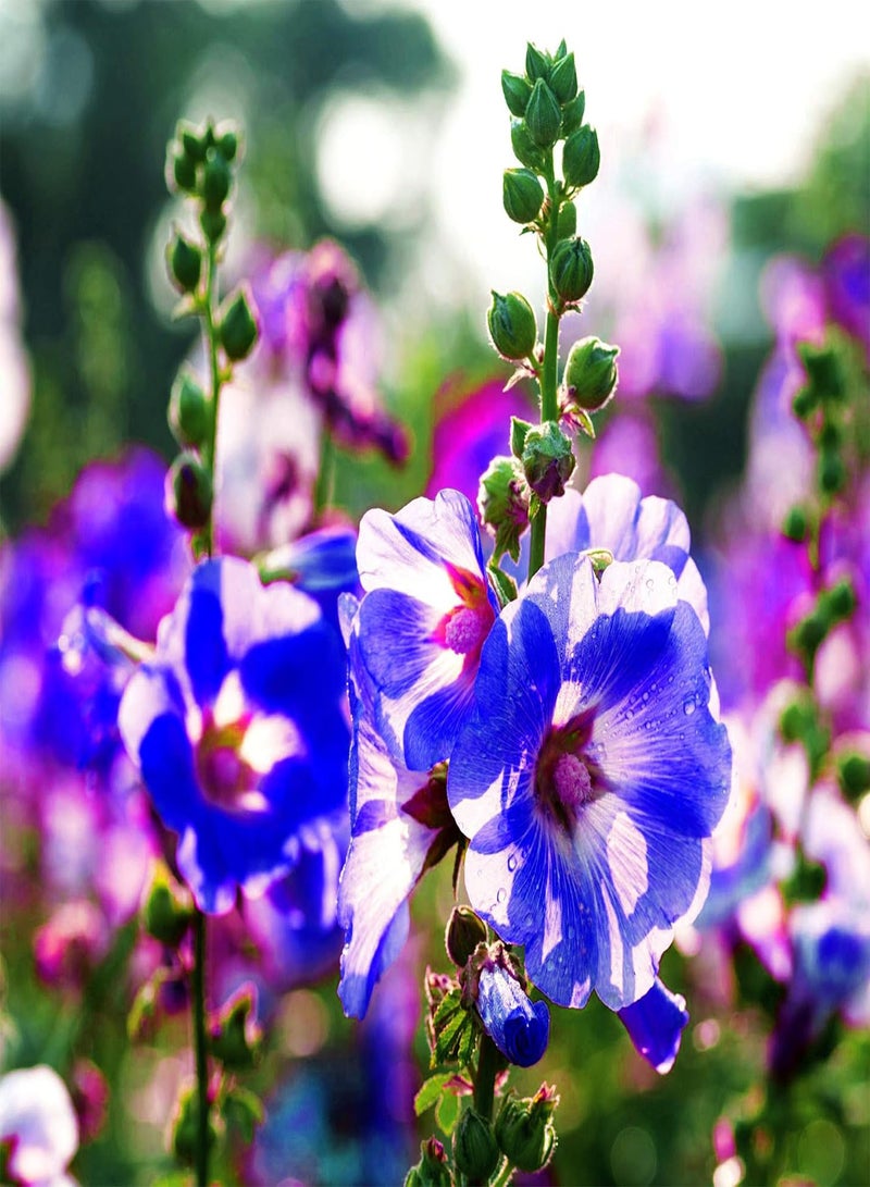 30 قطعة من بذور نبات الخبازة الكرنفالي الأزرق، نبات معمر، زهرة حديقة