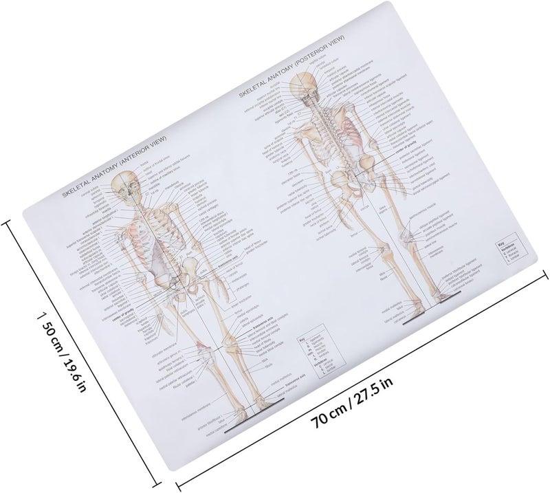 WATIIFUFU Human Anatomy Poster Skeletal Muscle and Bone Chart 20x28 Inch Teaching Science Anatomy Picture Educational Wall Art for Classroom and Office Decor - Image 2