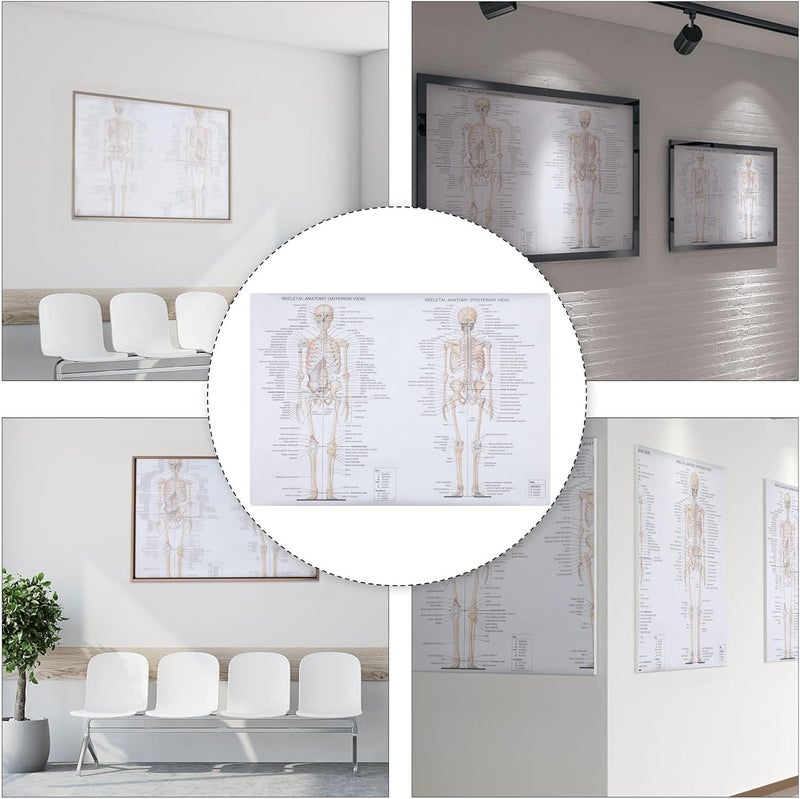 WATIIFUFU Human Anatomy Poster Skeletal Muscle and Bone Chart 20x28 Inch Teaching Science Anatomy Picture Educational Wall Art for Classroom and Office Decor - Image 4