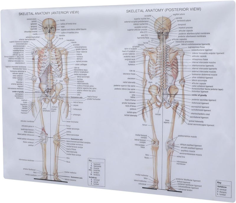 WATIIFUFU Human Anatomy Poster Skeletal Muscle and Bone Chart 20x28 Inch Teaching Science Anatomy Picture Educational Wall Art for Classroom and Office Decor - Image 1