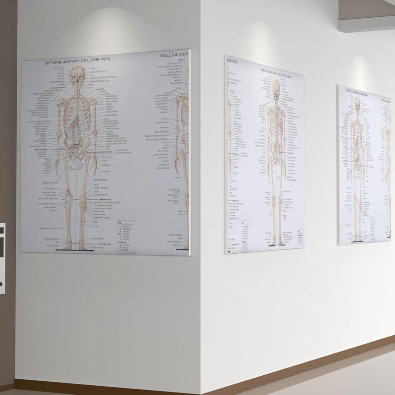 WATIIFUFU Human Anatomy Poster Skeletal Muscle and Bone Chart 20x28 Inch Teaching Science Anatomy Picture Educational Wall Art for Classroom and Office Decor - Image 5