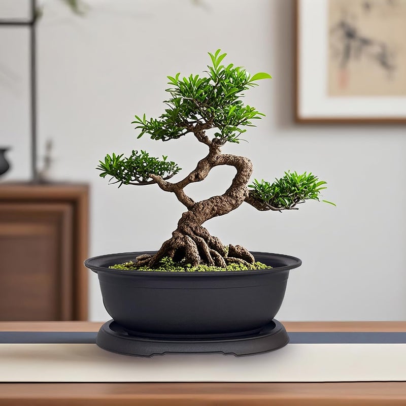MUZHI 3 Pack Mixed Size Oval Bonsai Planter Pot with Drainage Tray, Matte Finish Ellipse Plastic Bonsai Succulent Growing Pot for Home Garden Plant Container 9.1â€ 7.2â€ 5.2â€ - Image 4