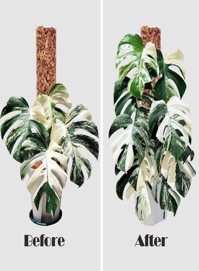 Haispring 8 Pcs 17 Inch Plastic Moss Pole for Plants Monstera,Designed Specifically for Climbing Plants, Stackable Plant Support for Indoor Plants - Image 3