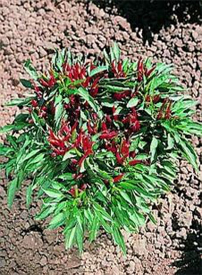 جي جوت فلفل حار تايلاندي مضغوط 250 بذرة