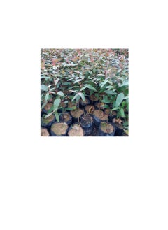 Generic Seeding Bags Small Plant Grow Bags Plastic Seedling Raising Pots Gardening Supply for Home Garden | 100 Pcs  - Image 2