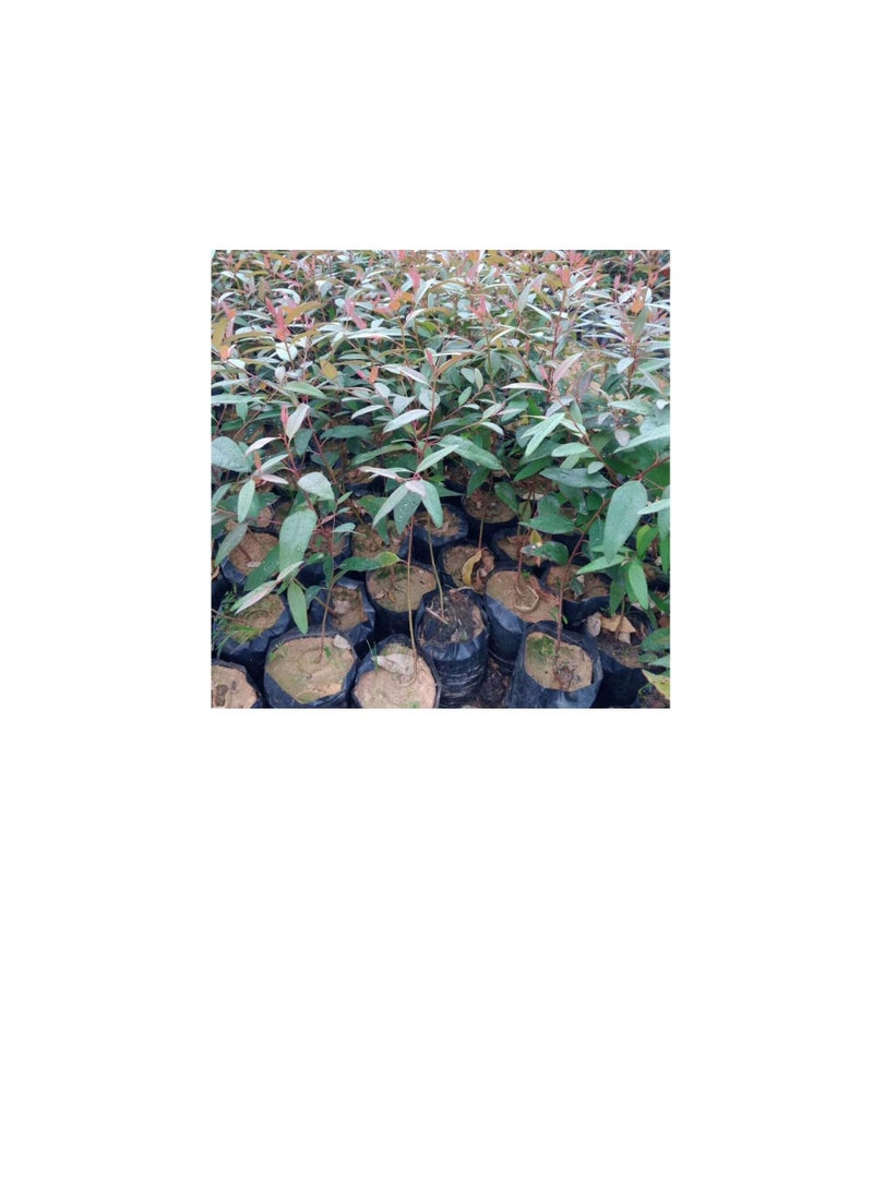 Generic Seeding Bags Small Plant Grow Bags Plastic Seedling Raising Pots Gardening Supply for Home Garden | 100 Pcs  - Image 2