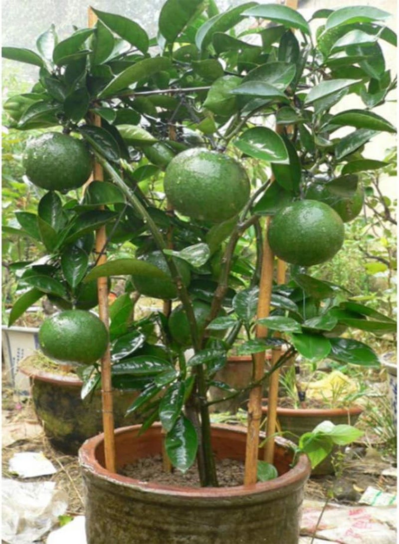 GGOOT 10Pcs Seeds Tropical Citrus Fruit Tree Farm Balcony Garden Yard Plant Seeds for Home - Image 3