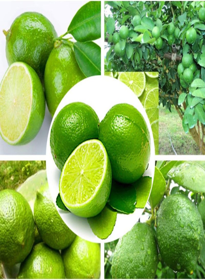 GGOOT 10Pcs Seeds Tropical Citrus Fruit Tree Farm Balcony Garden Yard Plant Seeds for Home - Image 2